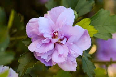 Hibiscus PaeoniaflorusTN.jpg